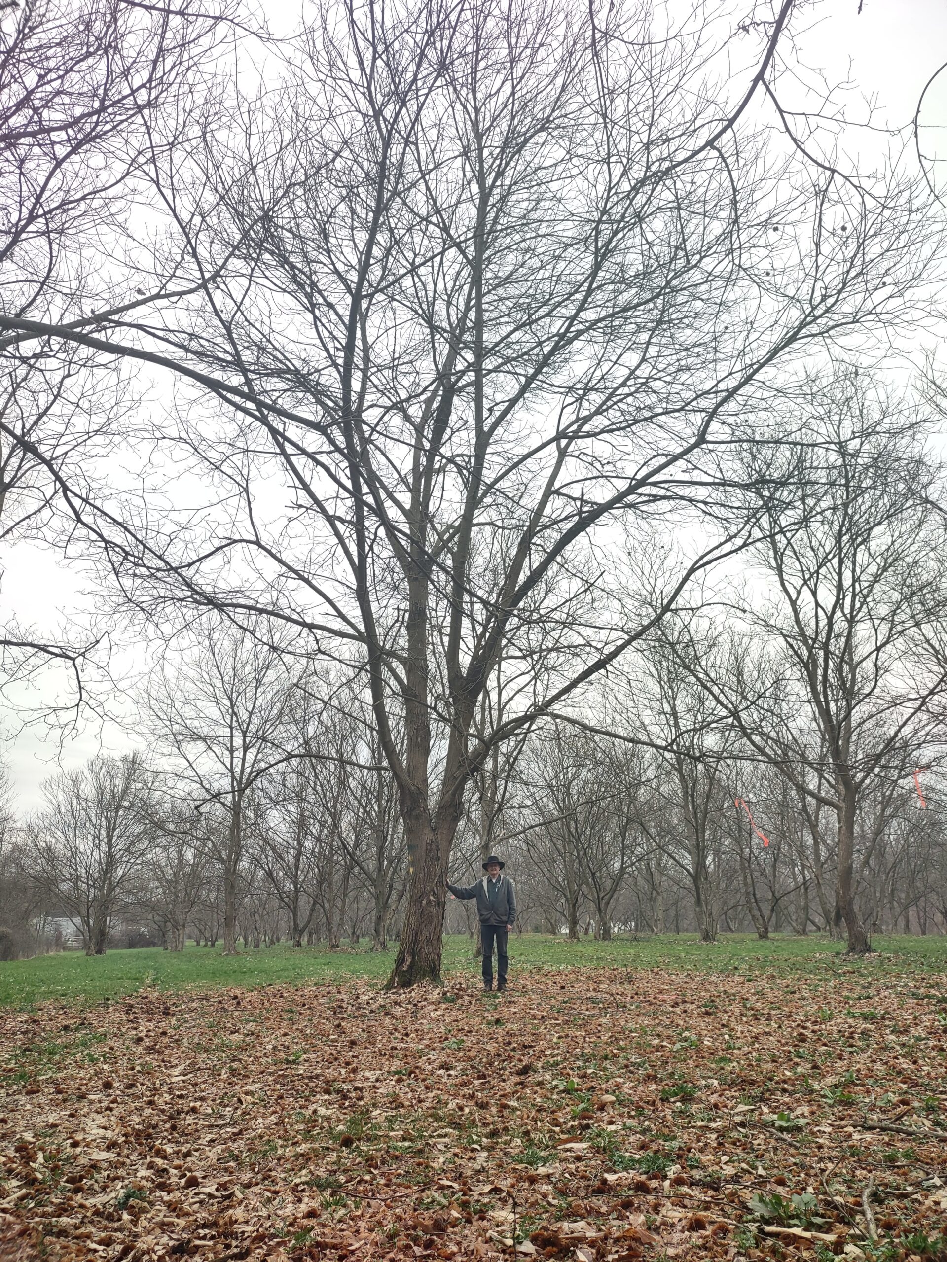 Tree of the North - Bob Stehli Chestnut trees growing in the US