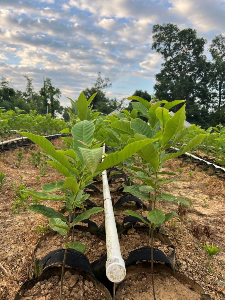 UMCA® PQK Seedling Growing In Nurseries at United Chestnuts