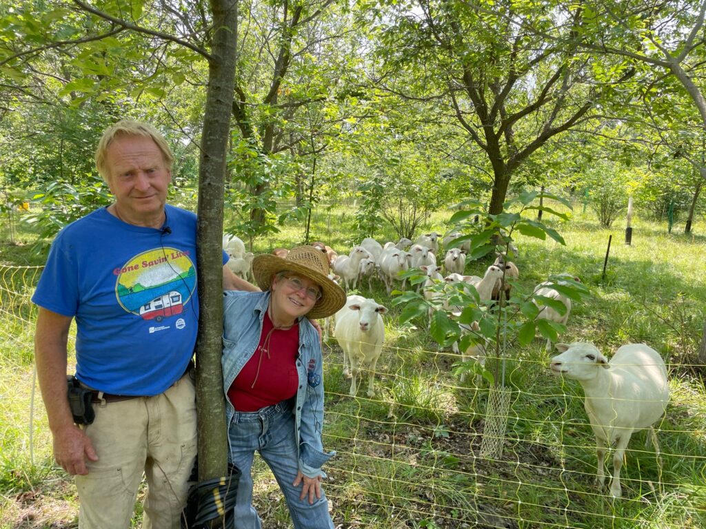 Sheep grazing under chestnut trees at Red Fern Farm