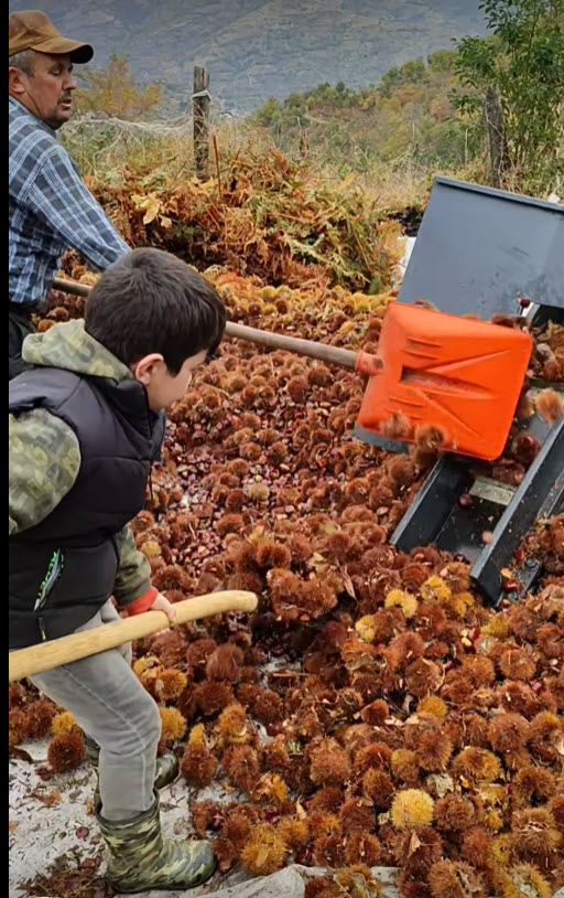 Chestnut growth continues in the United States and United Chestnuts works to be a valuable resource.