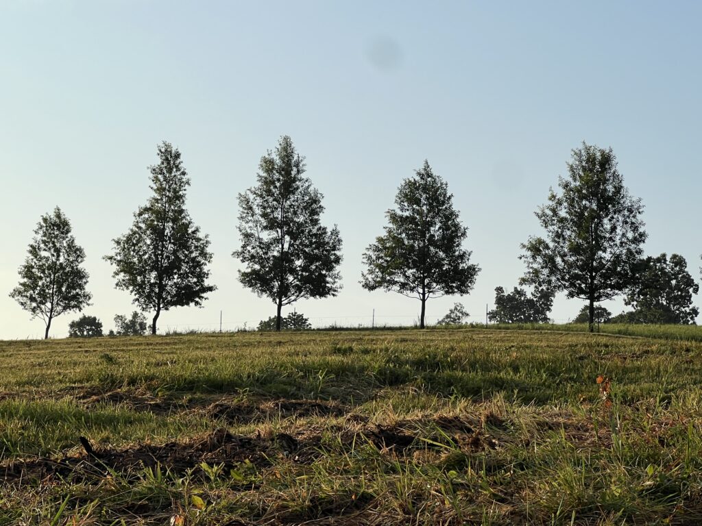 Sawtooth oaks from United Chestnuts for food plots