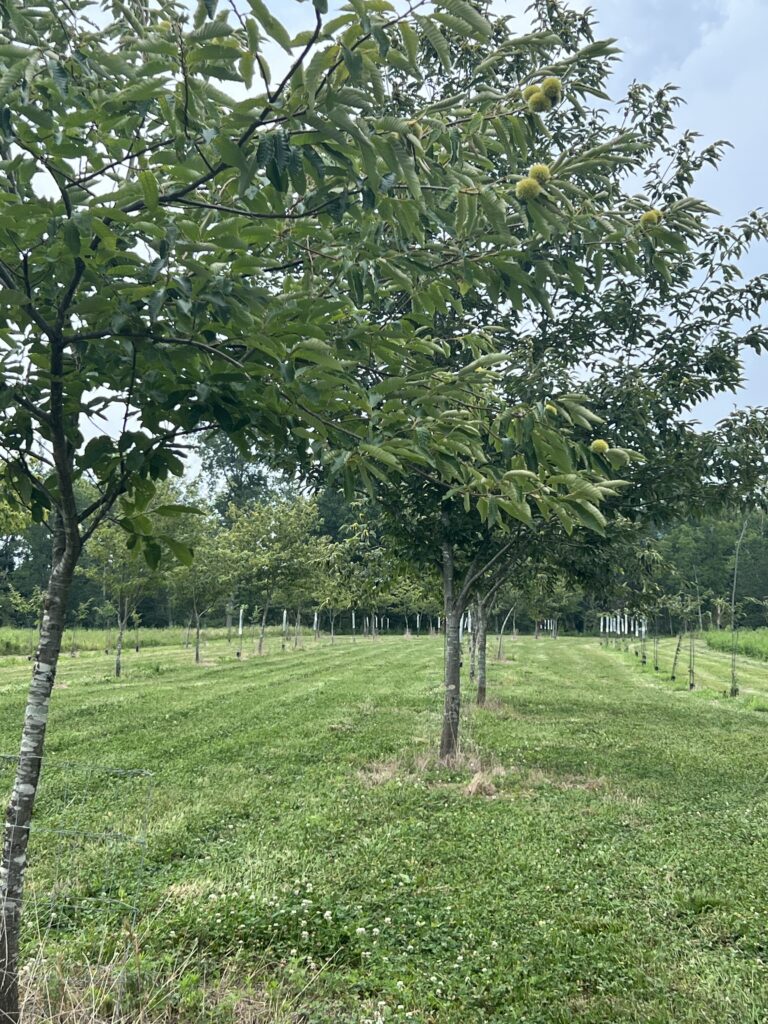 Chestnut seedling trees available at United Chestnuts