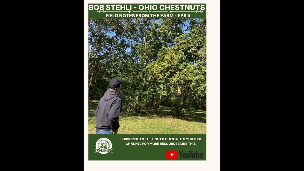Field Notes From The Farm: Bob Stehli - Ohio Chestnuts -Eps 5 #chestnuts #unitedchestnuts #bobstehli
