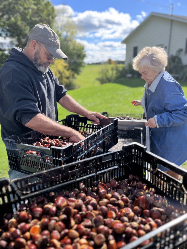 Scott Smith of Angle Acres Farms growing chestnuts