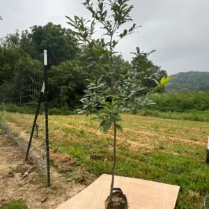 Sawtooth Oaks - 6' - 8' (Farm Pickup)