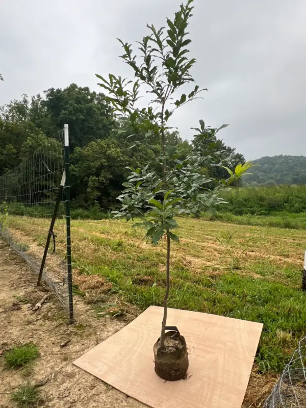 Sawtooth Oaks - 6' - 8' (Farm Pickup)