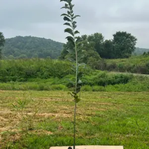 6' - 12' Dunstan Chestnut Seedlings  (Farm Pickup Only)