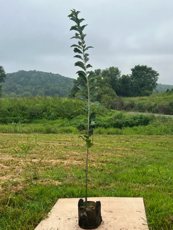6' - 12' Dunstan Chestnut Seedlings  (Farm Pickup Only)