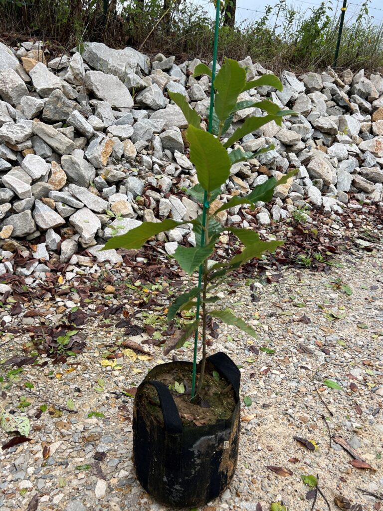 Chestnut seedling, about 3 to 4 feet tall, growing at EBB Farms in western Kentucky, farm lab for United Chestnuts.