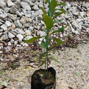Fifty 3'-5' UMCA® PQK Chestnut Seedlings
