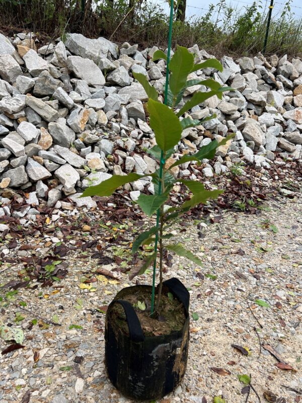 Ten 3'-5' Eaton Chestnut Seedlings