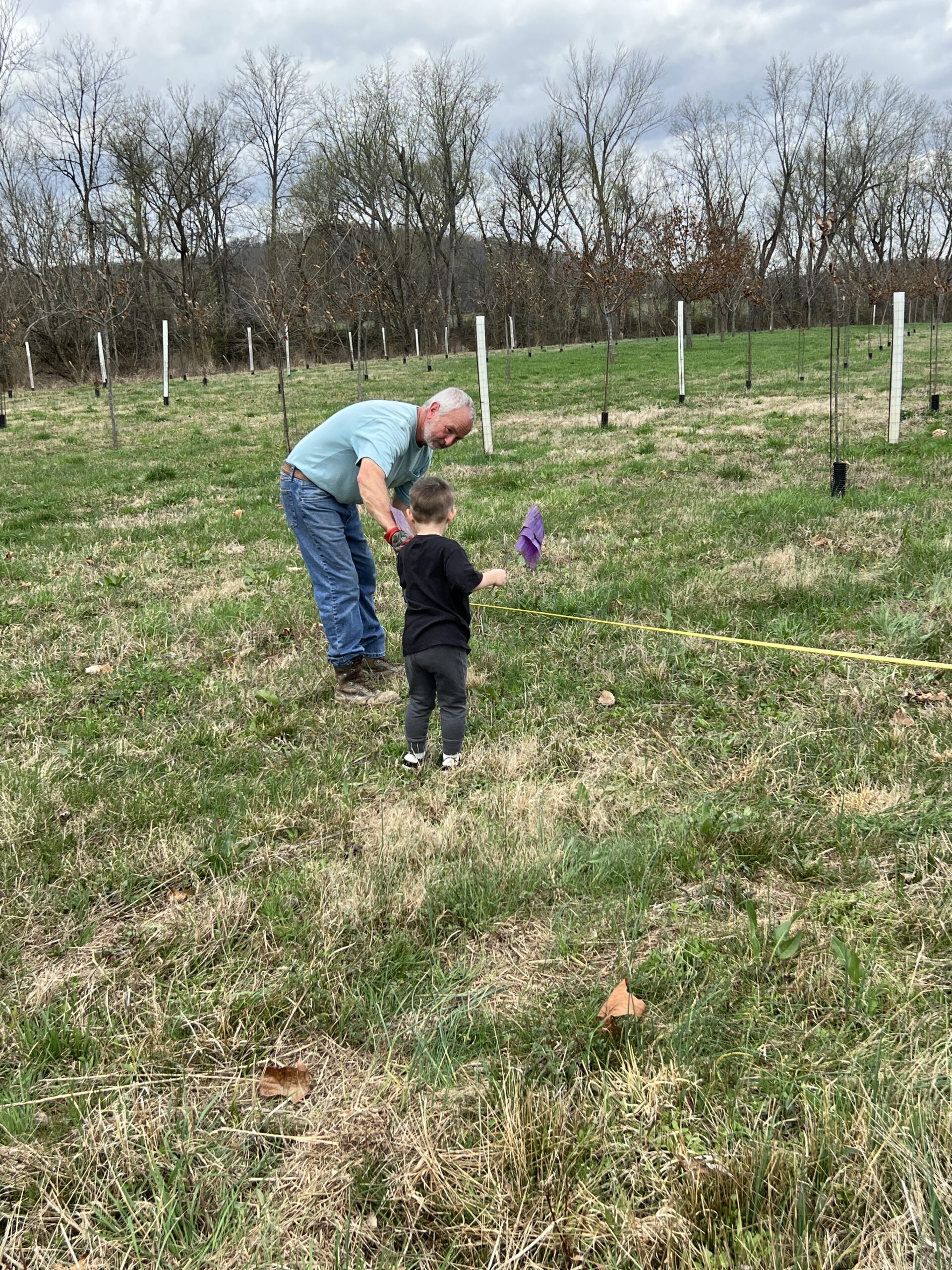 Chestnut farming tour sharing chestnut spacing concepts with customers