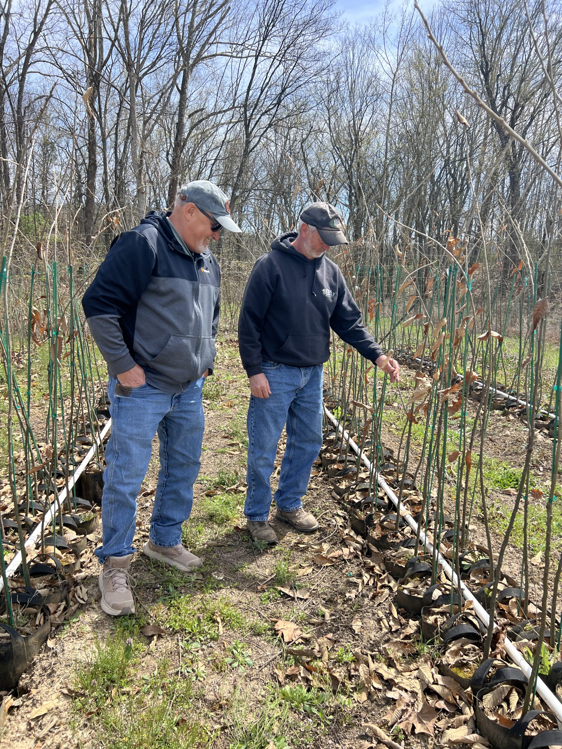 Brad on farm tour with customer looking at chestnut tree seedlings in nursery.