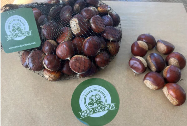 Ten Pounds Chestnuts (For serious cooks, events and storing) - Image 2