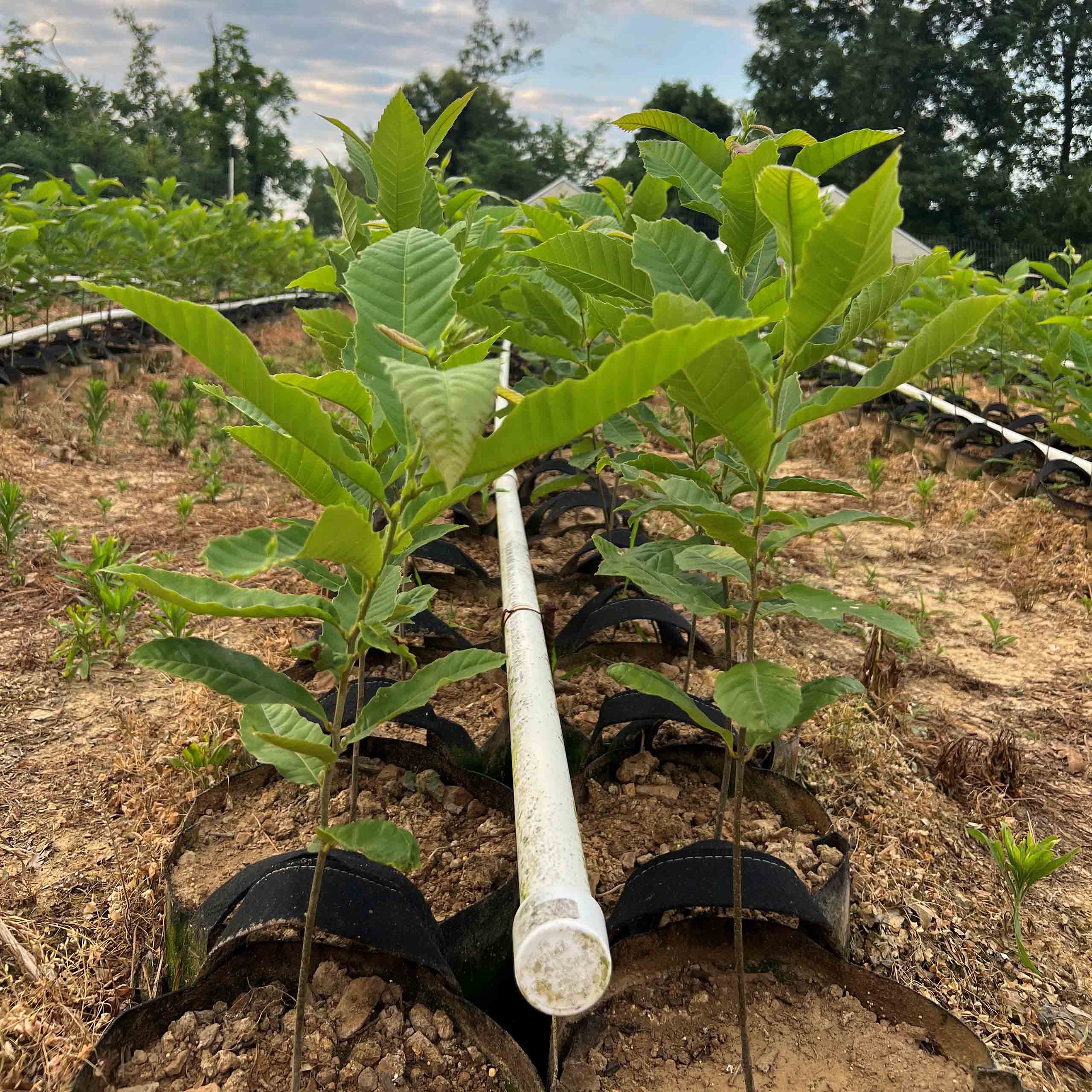 20 Qing Chestnut Seedlings (3'–4') - Preorder Fall 2026 - United Chestnuts