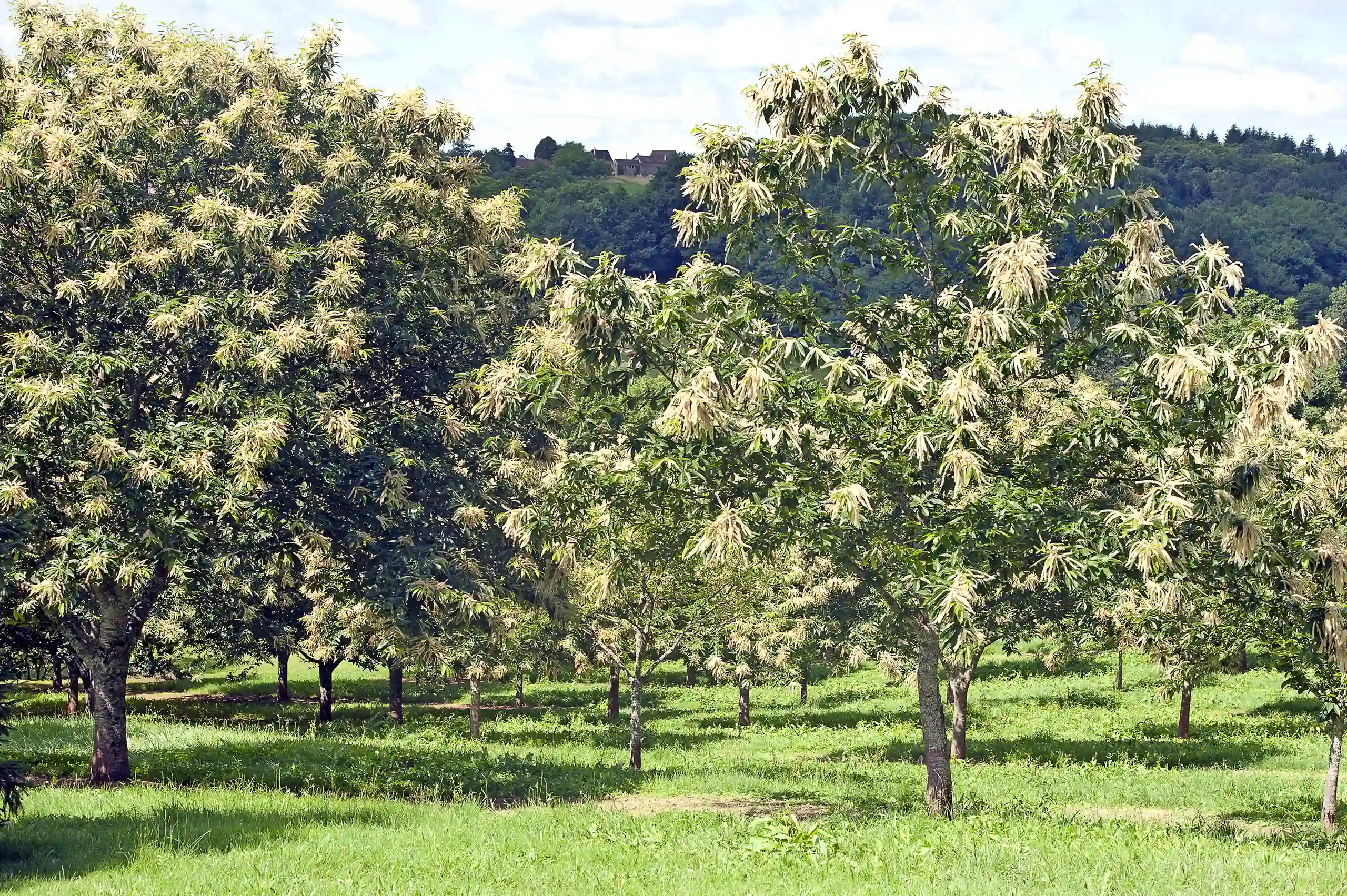 20 Sleeping Giant Chestnut Seedlings (3'–4') Preorder Fall 2026 - Image 3