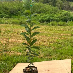 4'-8' UMCA® PQK Chestnut Seedlings (Farm Pickup)
