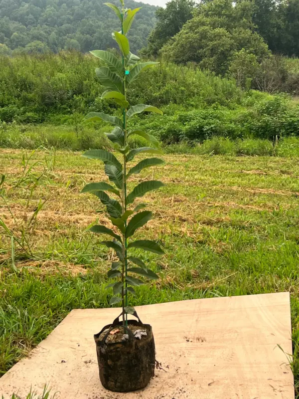 Twenty 3′-5′ UMCA® PQK Chestnut Seedlings
