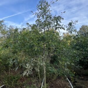 Nuttall oak trees at EBB Farms towering at 12 to 18 feet tall in grow bags