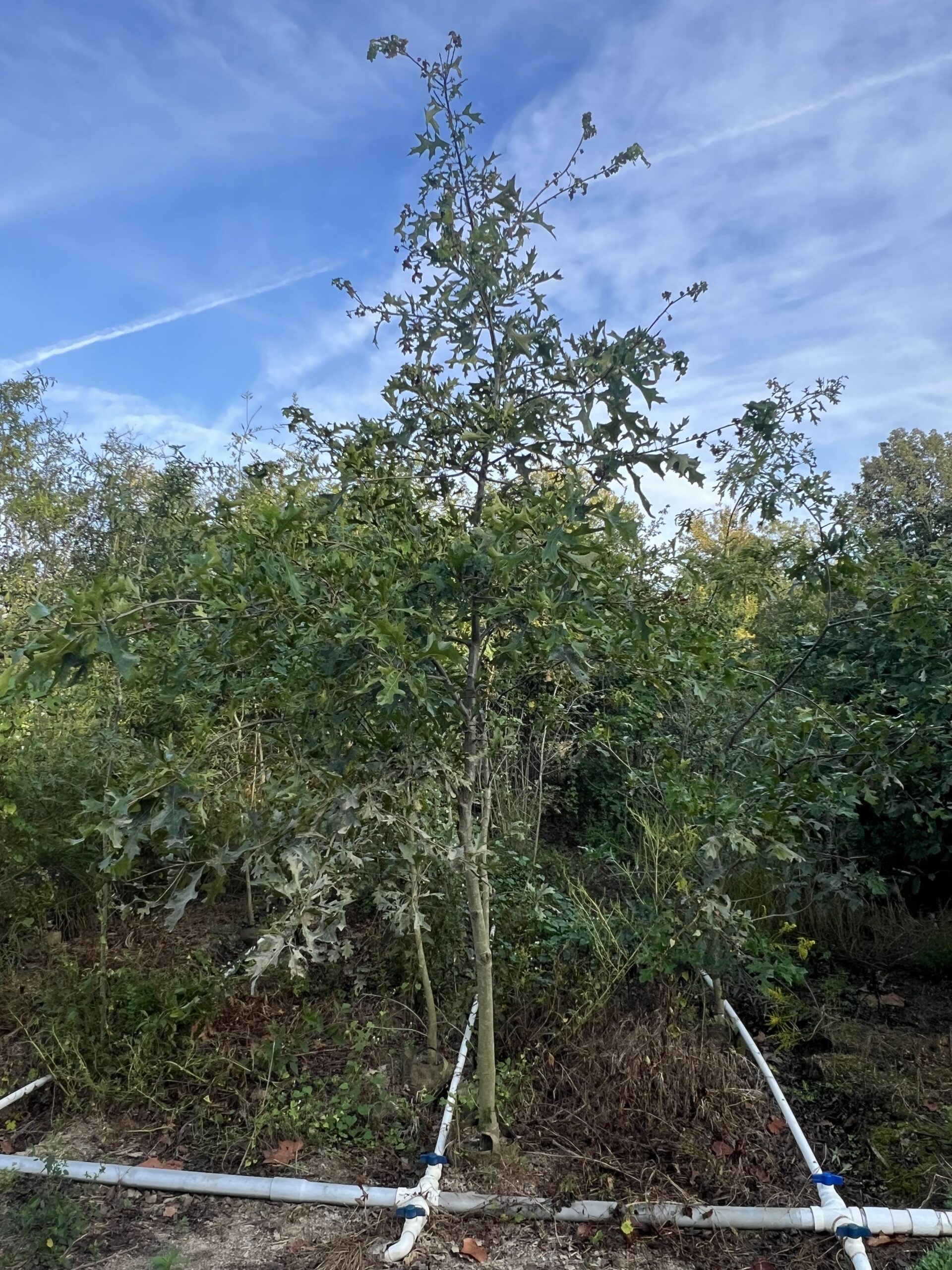 Nuttall oak trees at EBB Farms towering at 12 to 18 feet tall in grow bags
