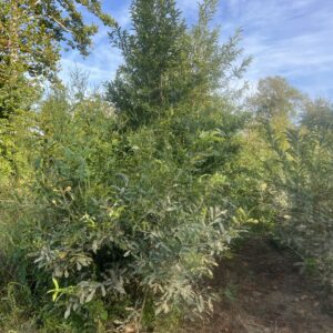 Sawtooth oak measuring 12 to 18 feet at EBB Farms