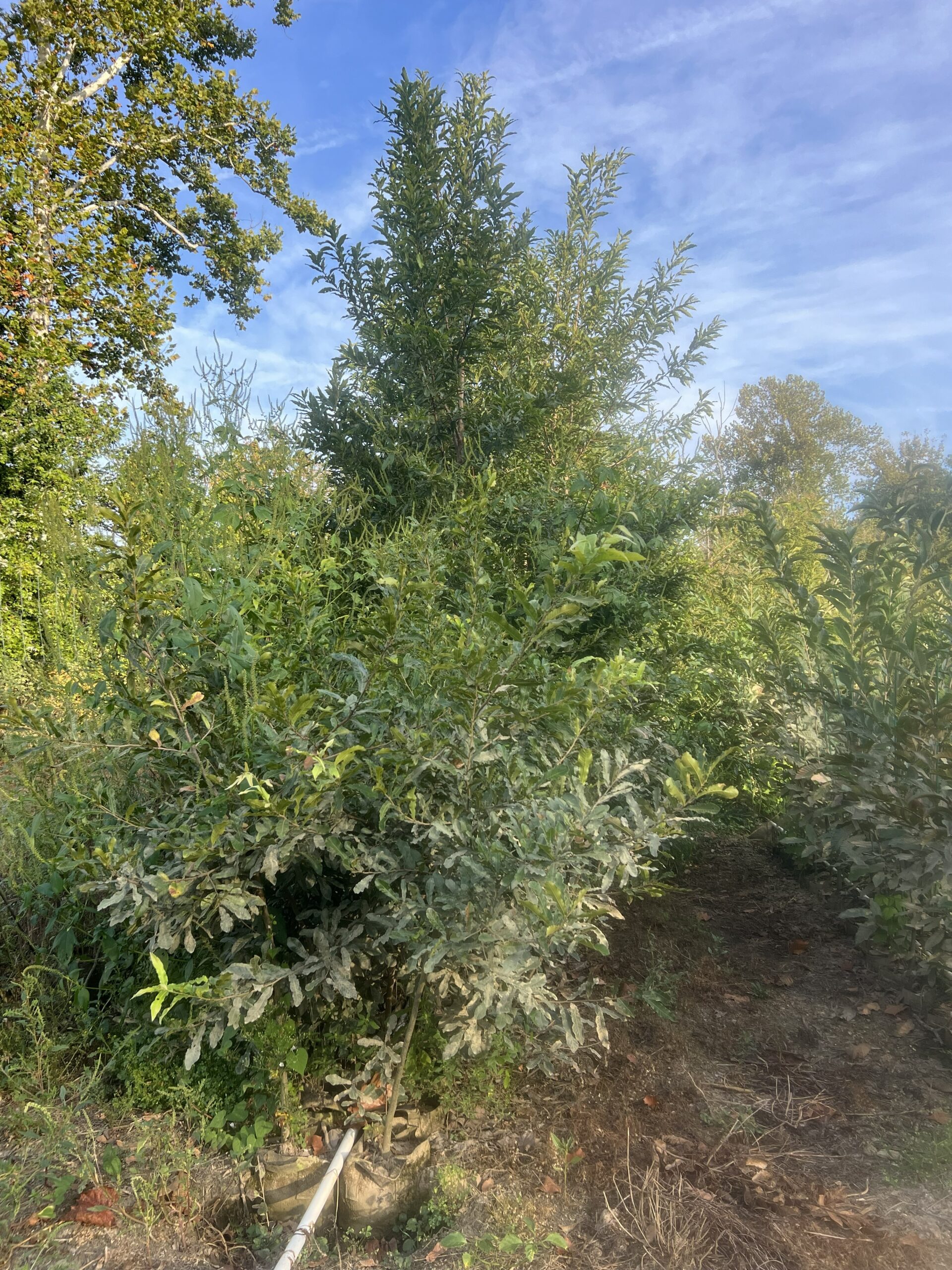 Sawtooth oak measuring 12 to 18 feet at EBB Farms