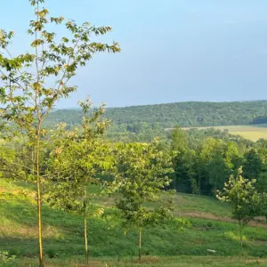 EBB Farms - Chestnut Farm Tour