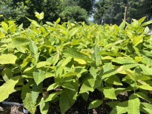 chestnuts in air pruning bed