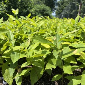 chestnuts in air pruning bed