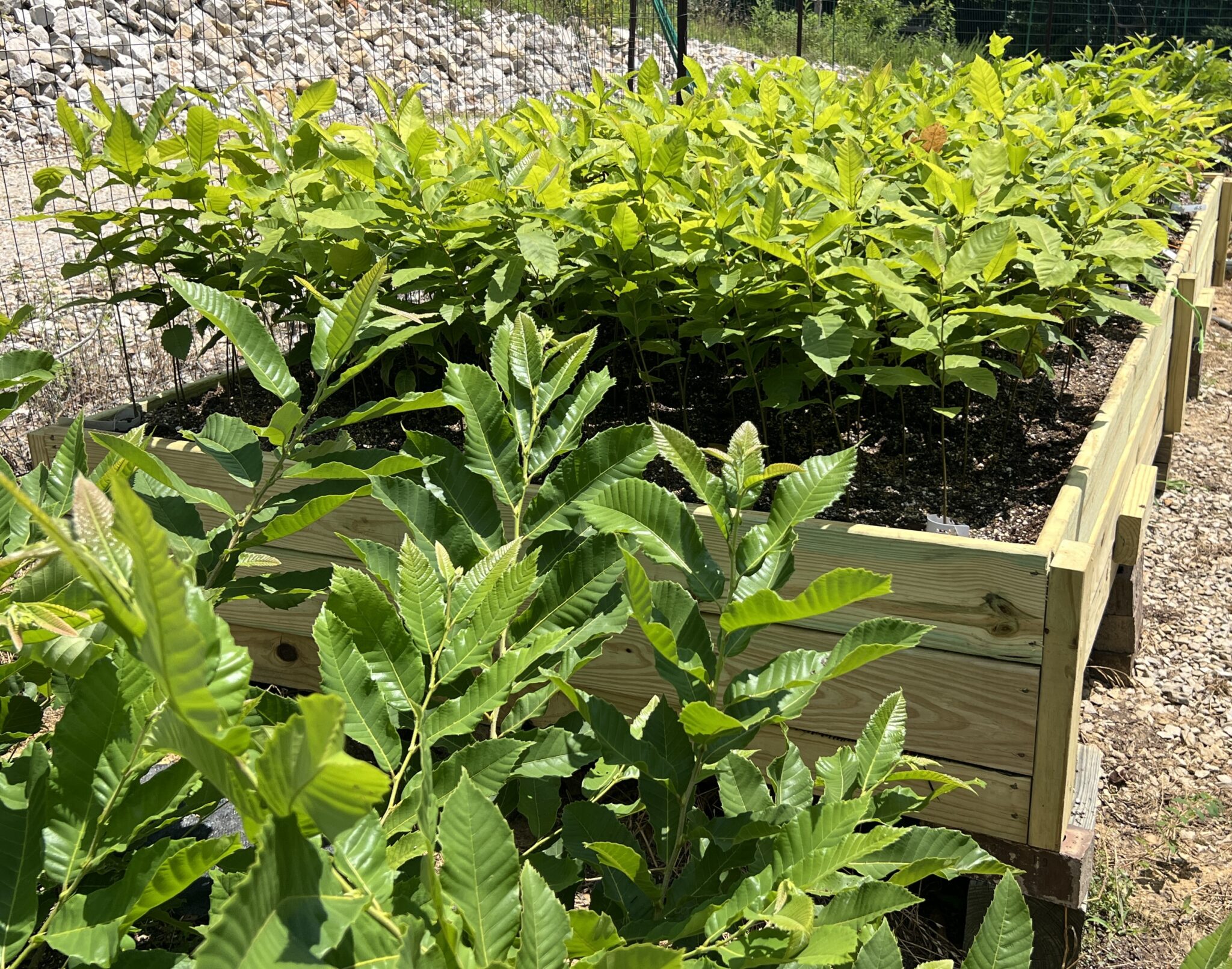 Dunstan Chestnut Seedlings for Sale - Buy 10 Today