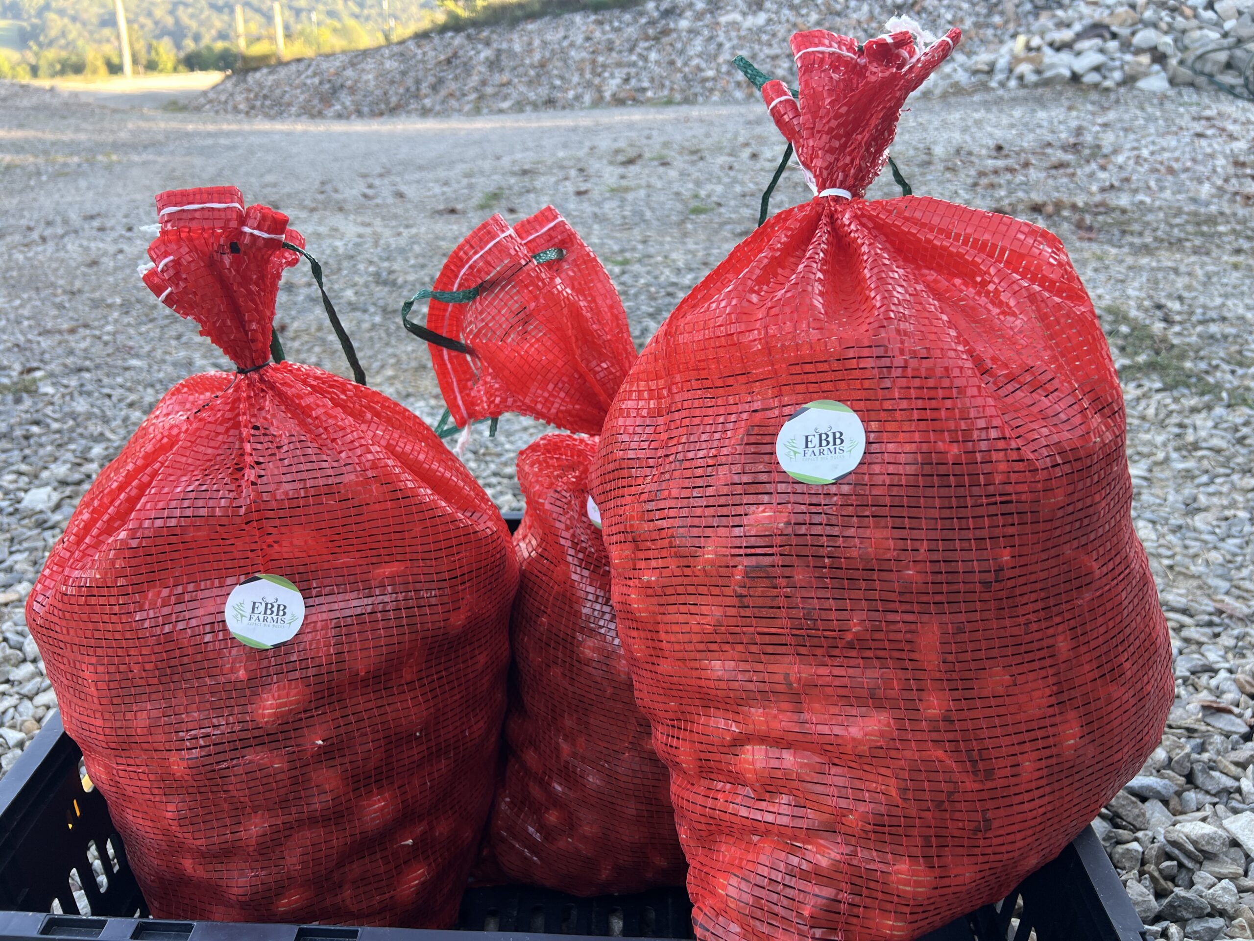 25 pound bag of fresh chestnuts from EBB Farms