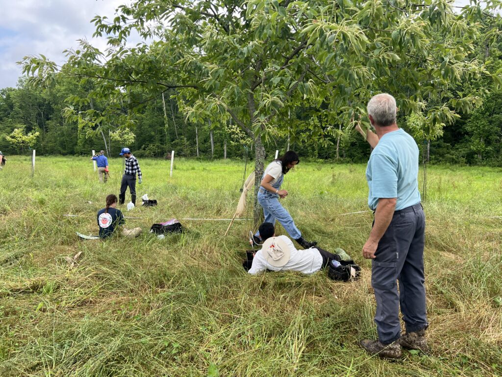 Researchers from Ecdysis Foundation visit EBB Farms regional chestnut orchard and seedling tree nursery.