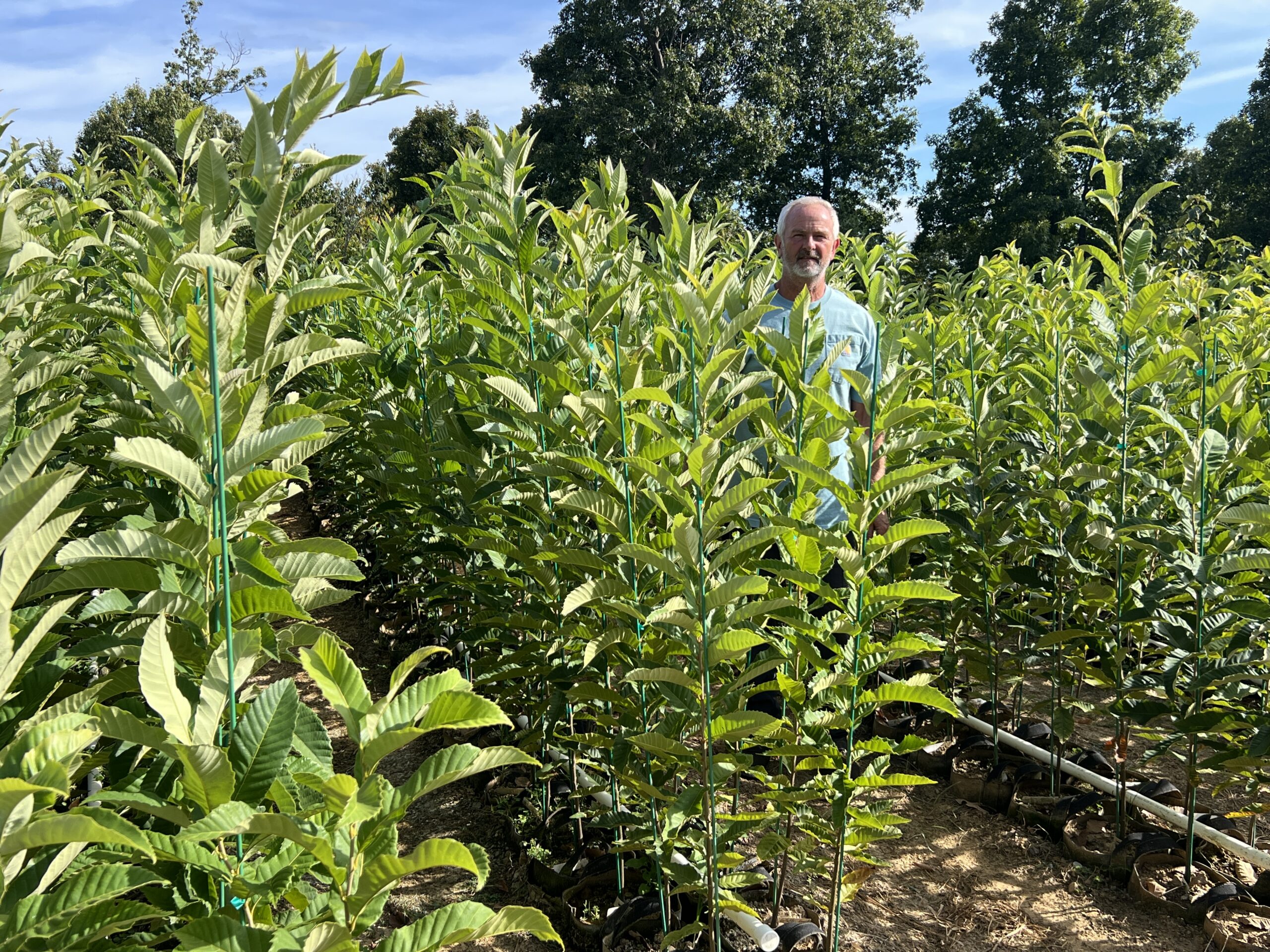 20 Sleeping Giant Chestnut Seedlings (3'–4') Preorder Fall 2026 - Image 2