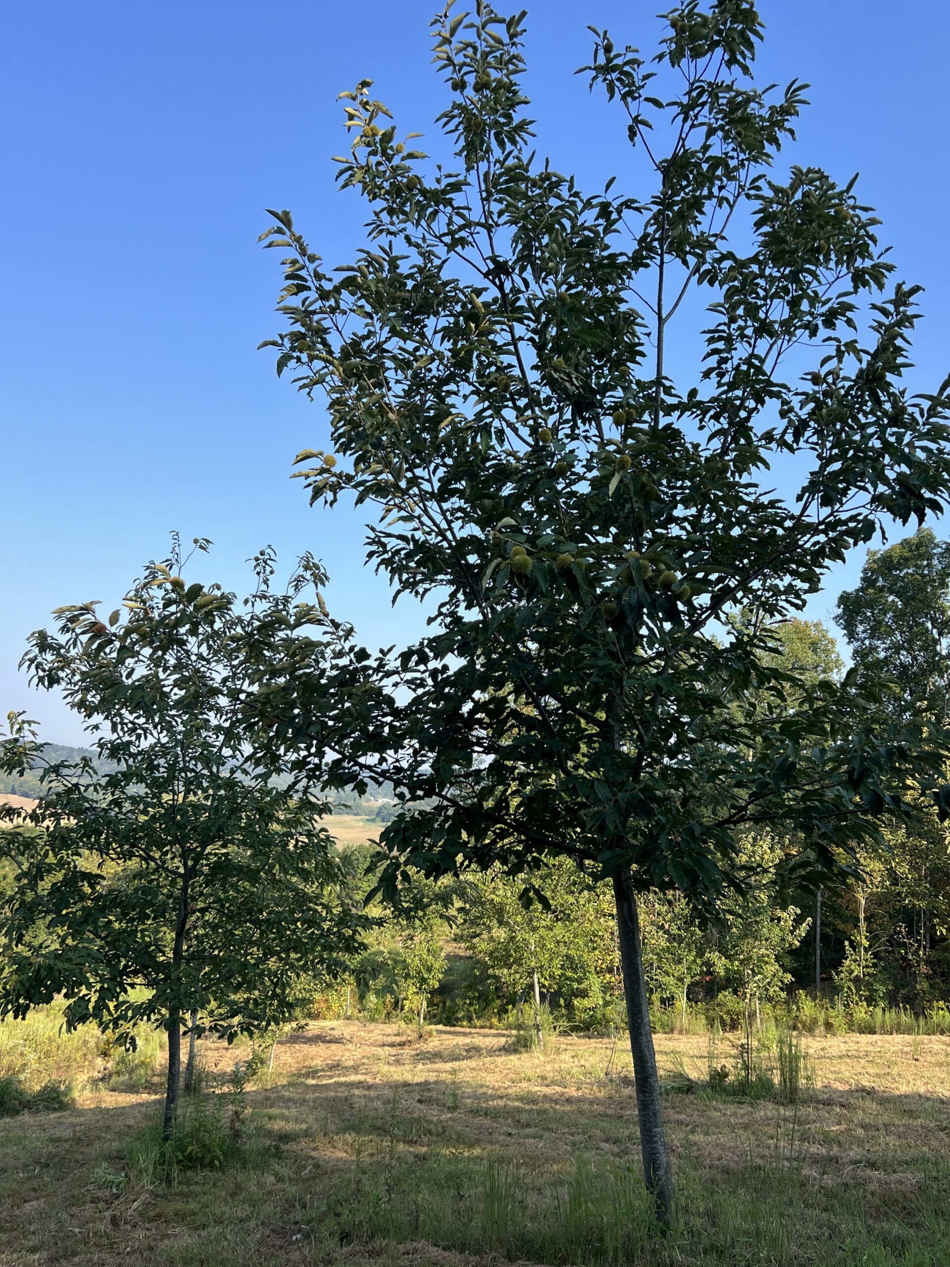 Several chestnut trees during harvest producing chestnuts at EBB Farms