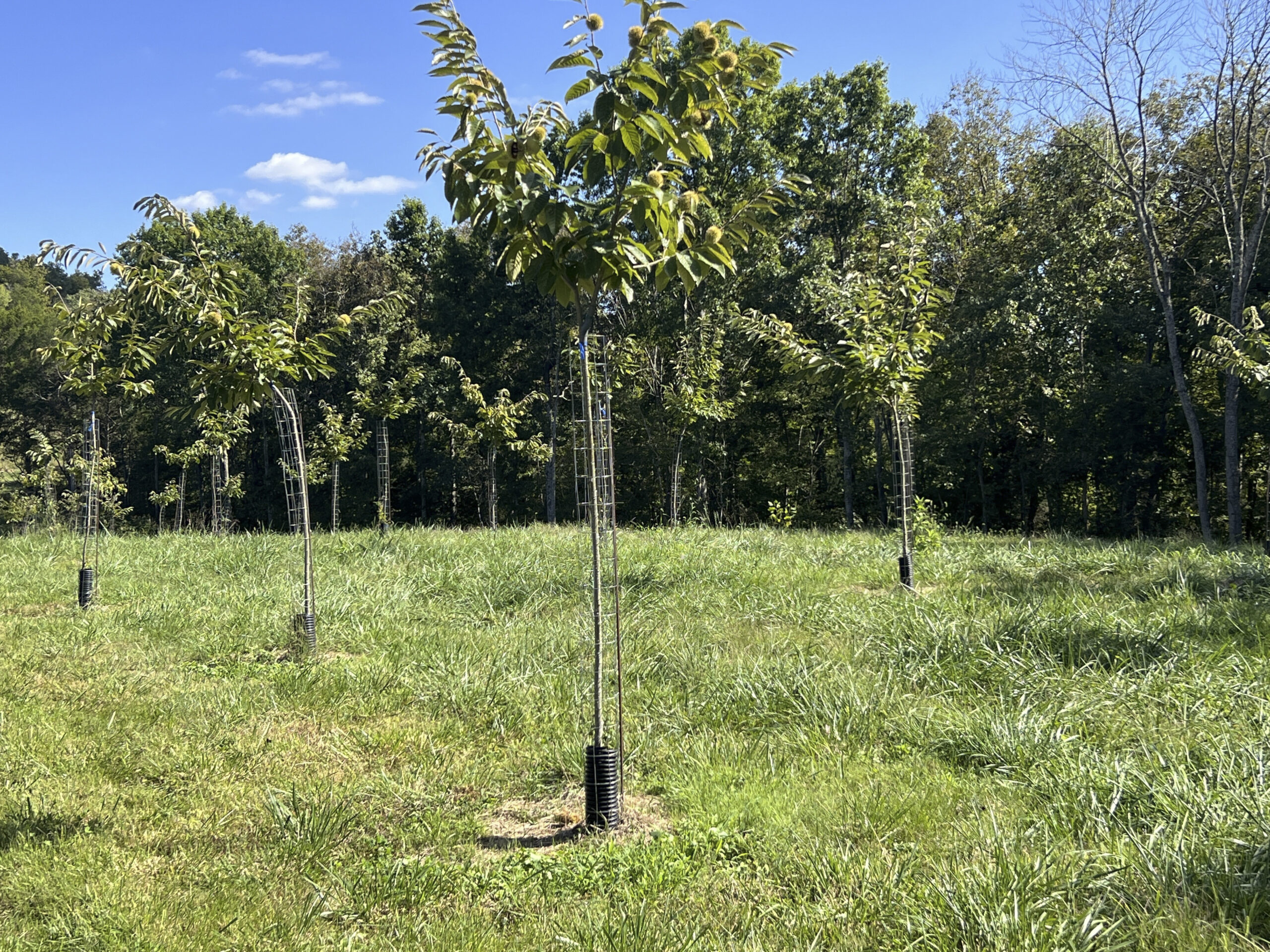 Chestnut tree one year and a half year old growing in an orchard - a UMCA® PQK chestnut tree at EBB Farms
