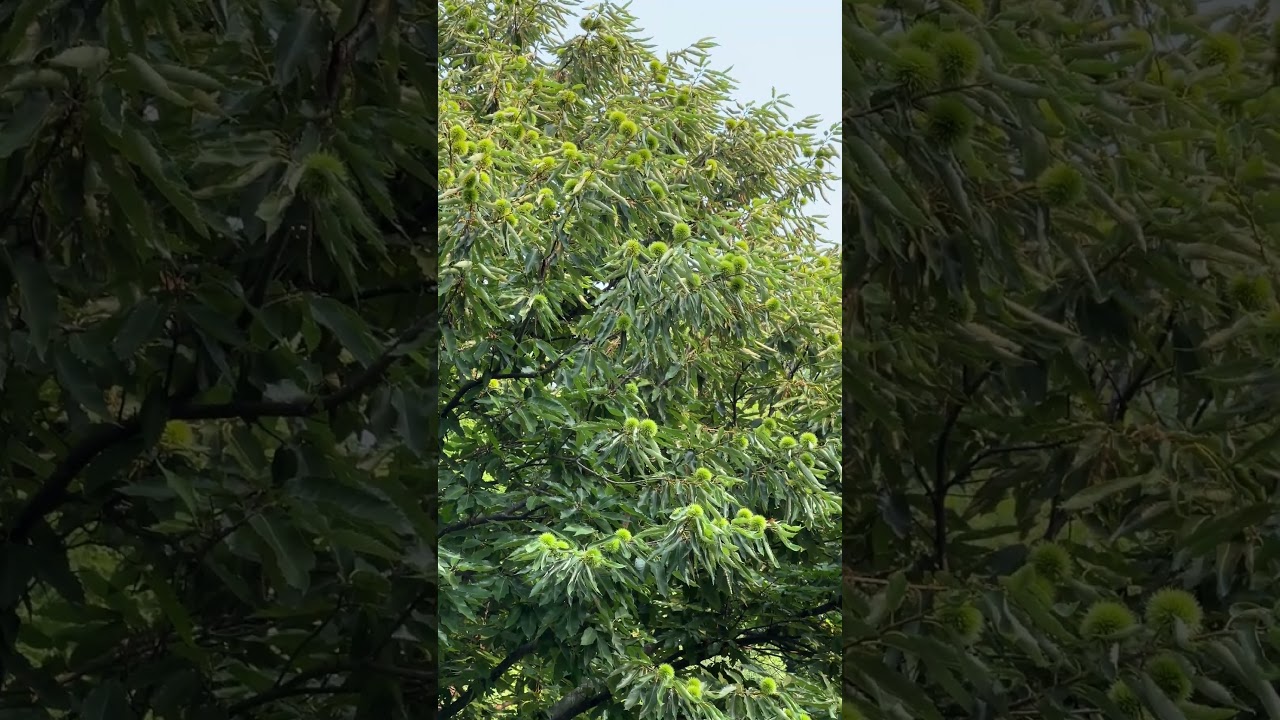 A Visit To Angle Acre Farms Chestnut Grower Scott Smith - Fantastic Tree!