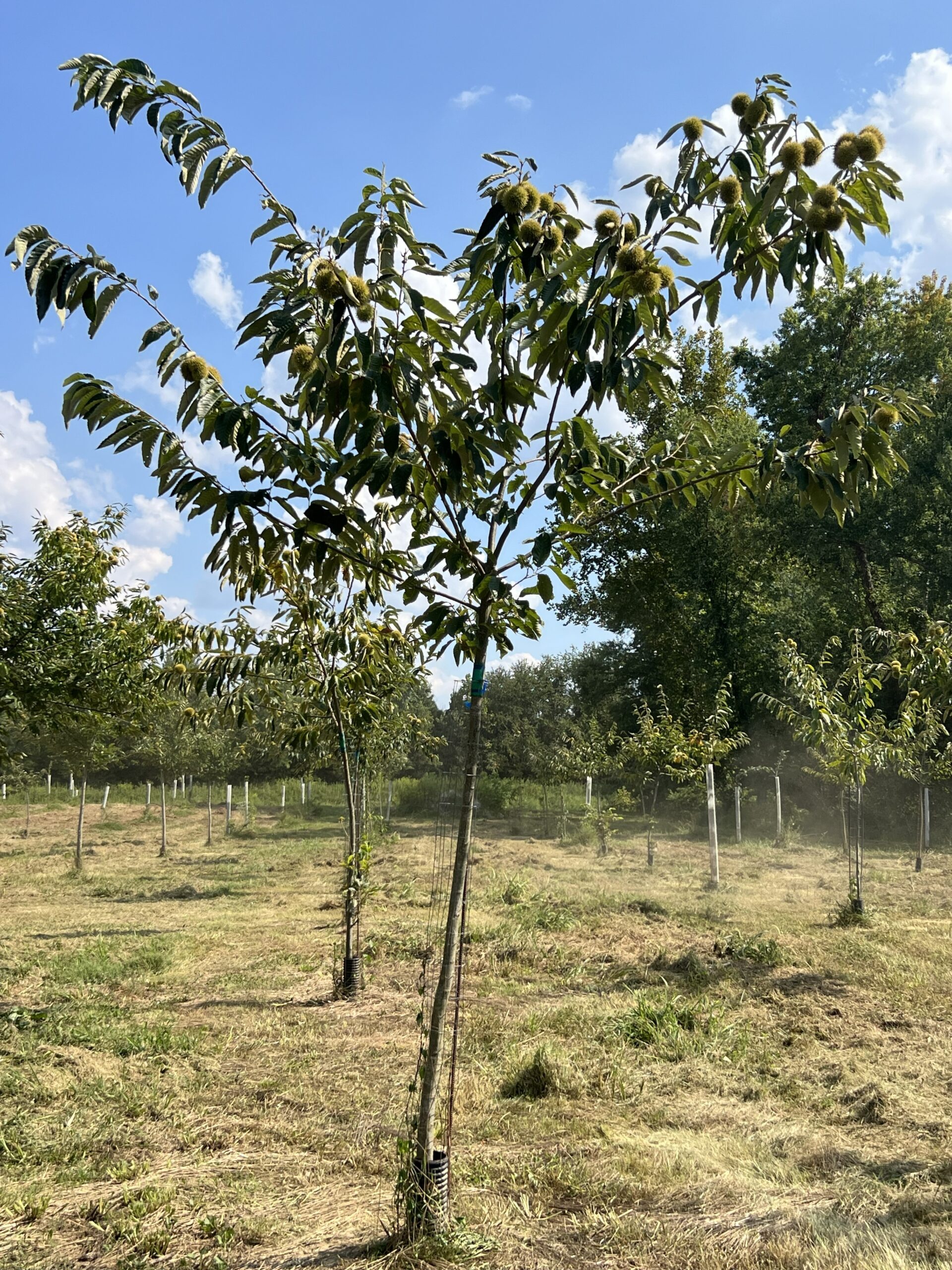 umca-pqk-chestnut-tree-one-year-old-ebb-farms-united-chestnuts