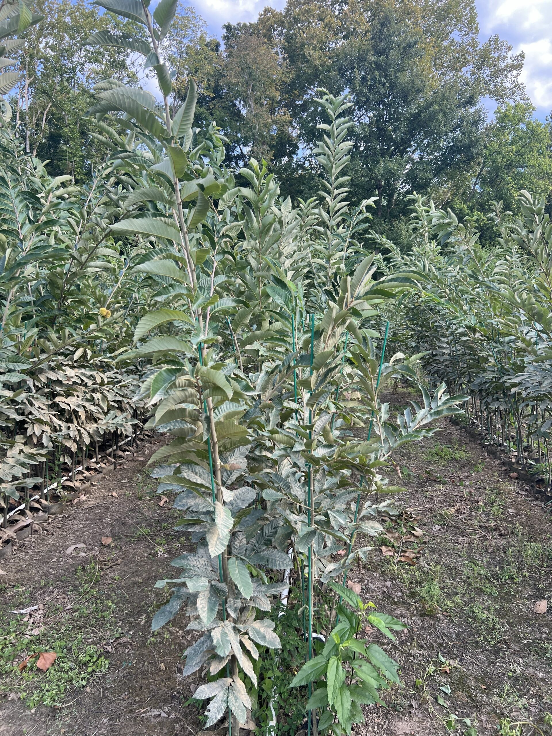 chestnut-umca-pqk-row-ebb-farms-united-chestnuts