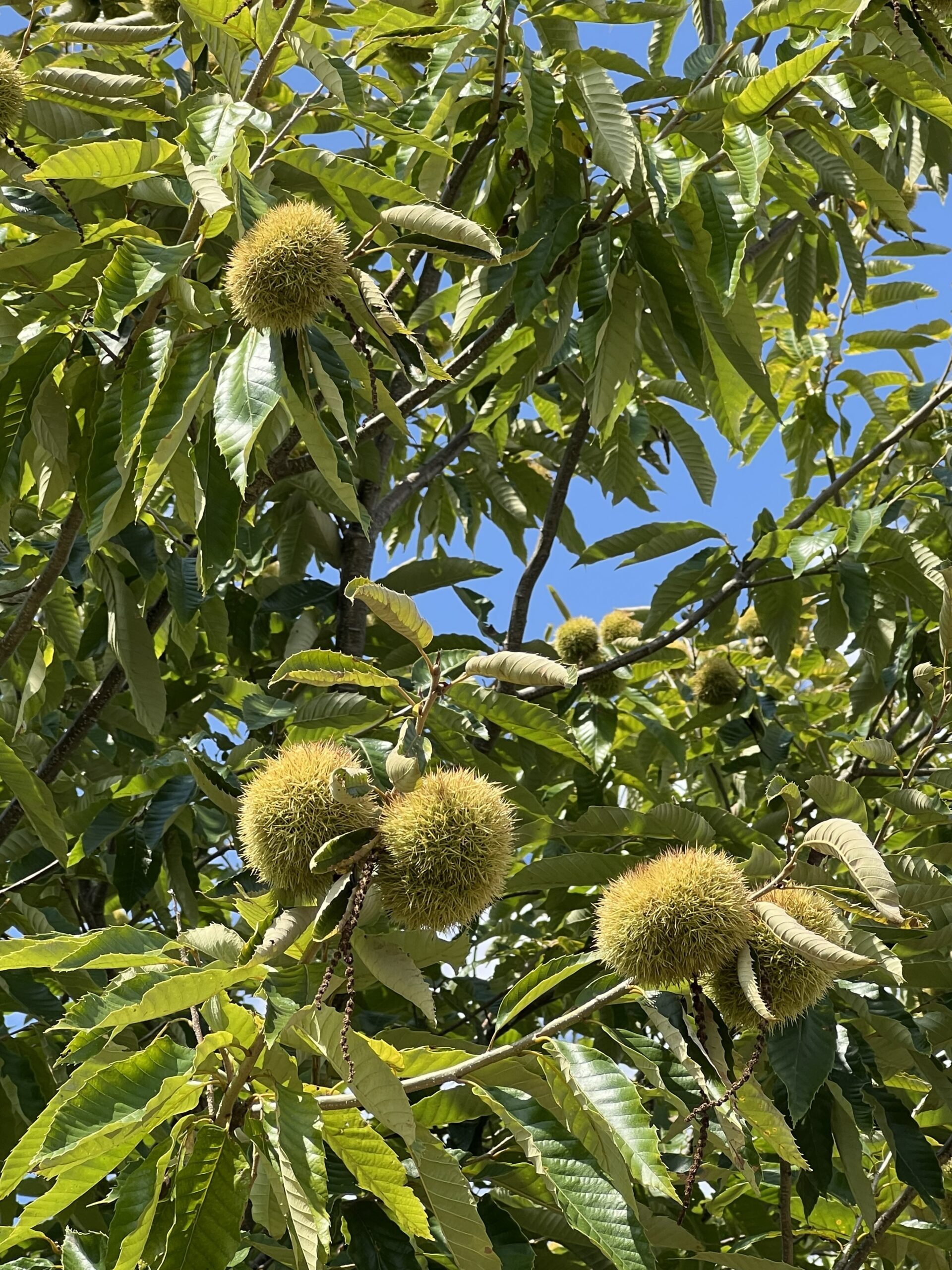 umca-pqk-chestnut-burs-ebb-farms-united-chestnus