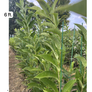 UMCA PQK chestnut seedling measuring 8 feet at EBB Farms United Chestnuts