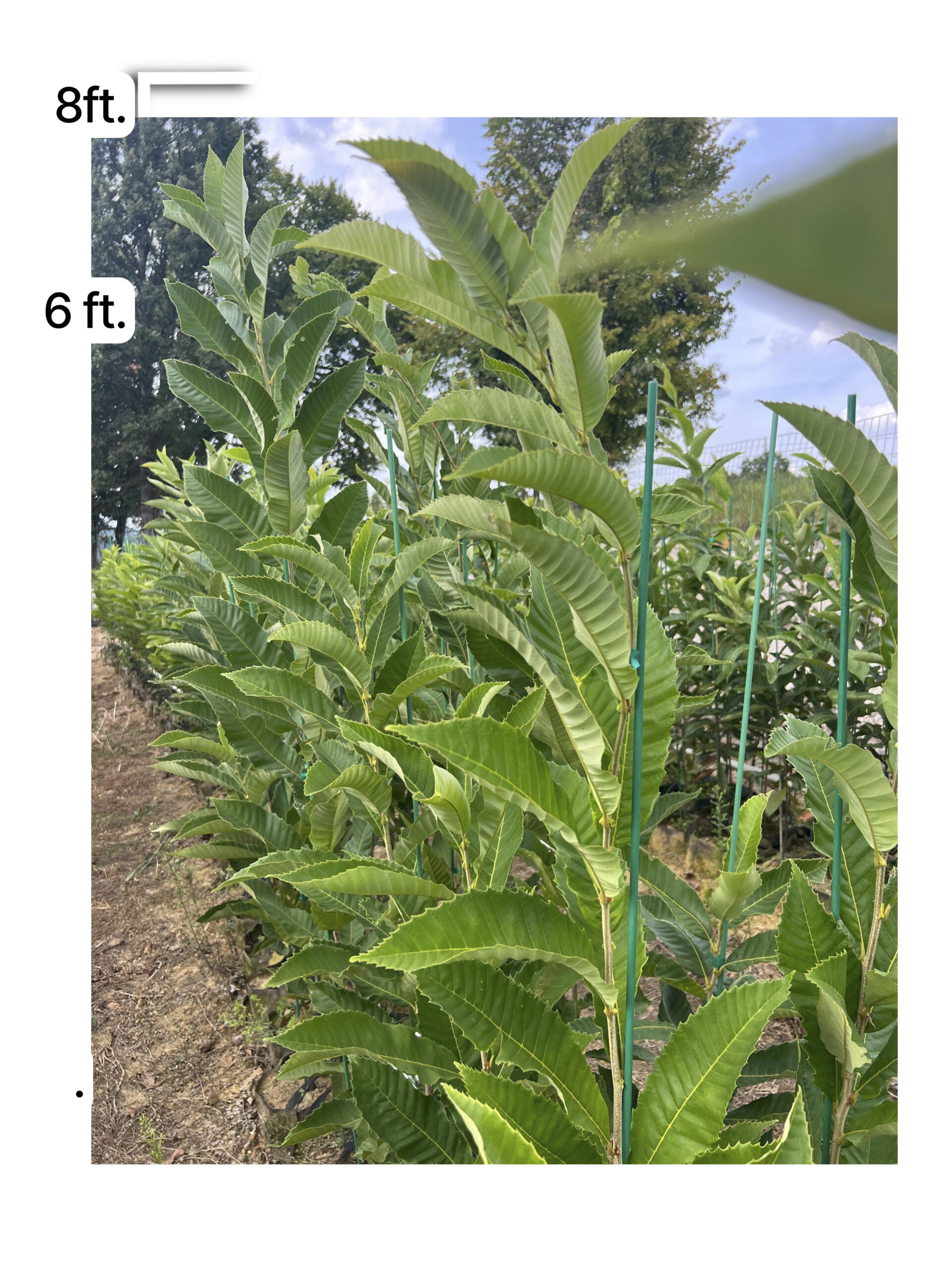 UMCA PQK chestnut seedling measuring 8 feet at EBB Farms United Chestnuts
