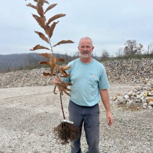 Dunstan Chestnut Tree (6'–8') – Farm Pickup Only