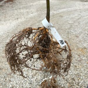 First year nursery grown chestnut seedling from EBB Farms.