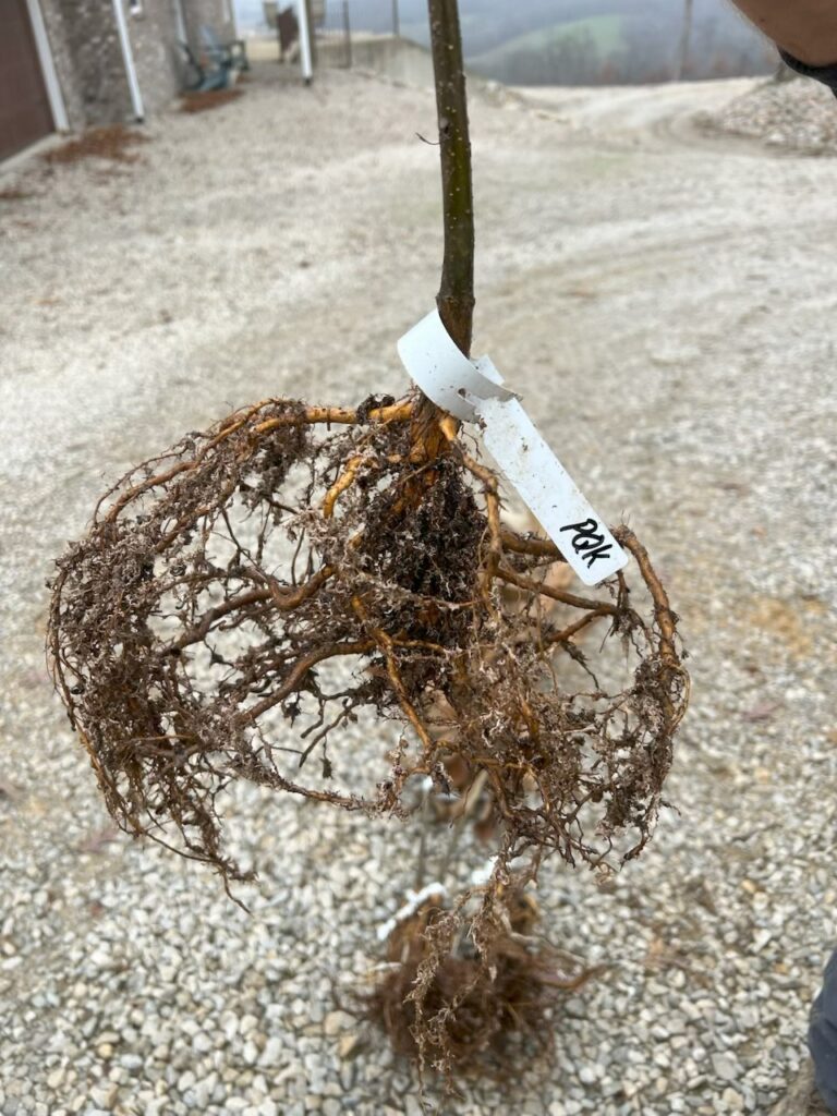 First year nursery grown chestnut seedling from EBB Farms.