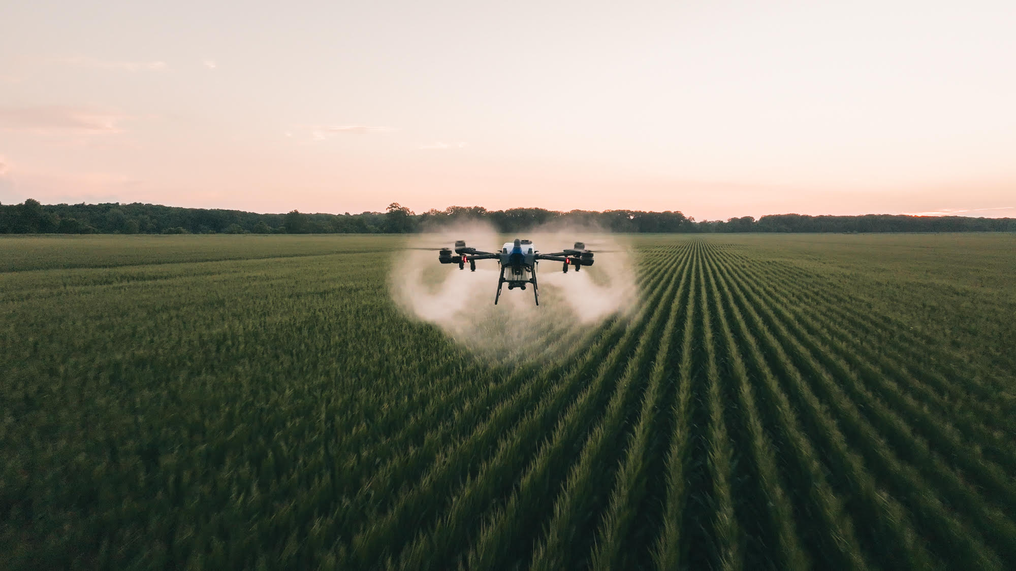An AeroAg agricultural spray drone in a chestnut orchard, an exciting milestone after completing the drone approval process.
