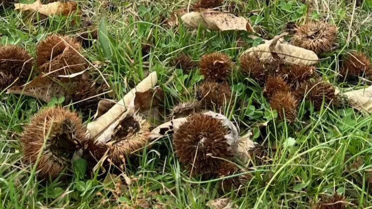 chestnut orchard waste scattered on the grass beneath a large, mature tree.