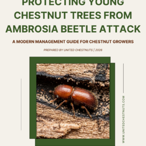 Macro photo of an Asian ambrosia beetle on tree bark, cover of the 2026 Chestnut Management Guide.