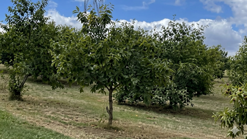 A young, leafy grafted Dunstan chestnut tree stands in a sunny orchard with a wire giraffe sculpture in the background under a blue sky with white clouds.