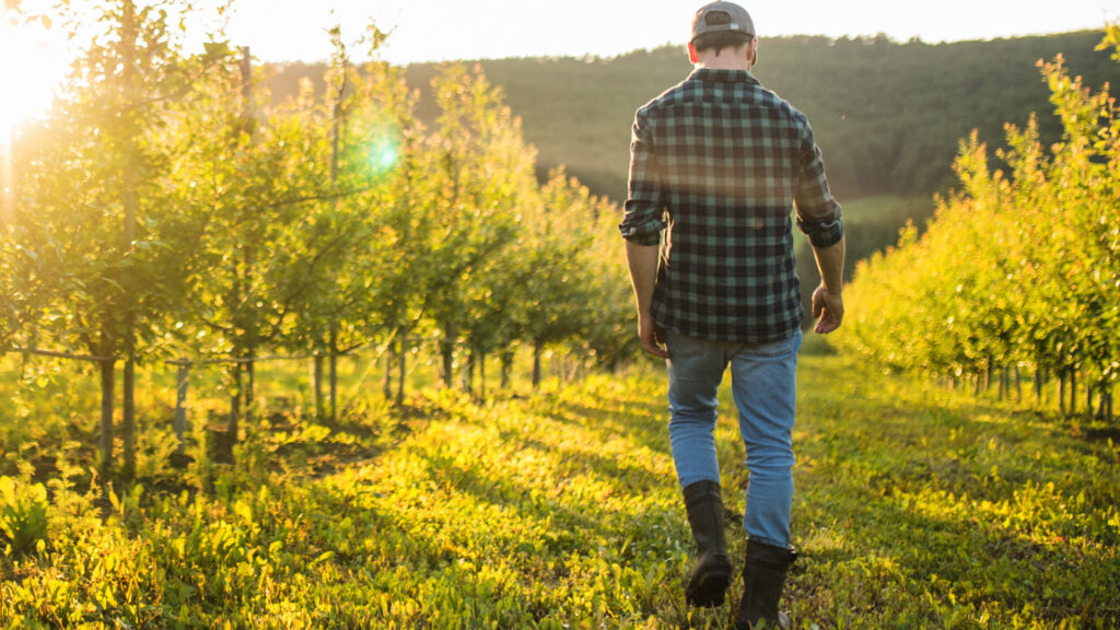 Farmer walking through young orchard rows at sunset, reflecting the long-term vision behind chestnut farm investment