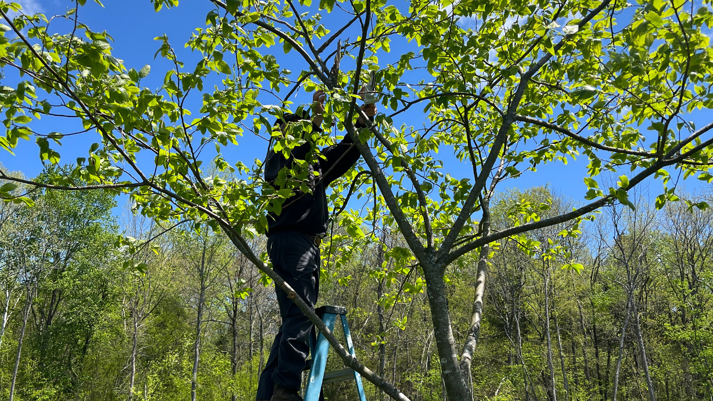 Brad Jones on a stepladder prunes a damaged limb from a young chestnut tree under a clear blue sky at EBB Farms.